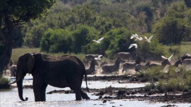 Un presunto cazador ilegal muere aplastado por una estampida de elefantes