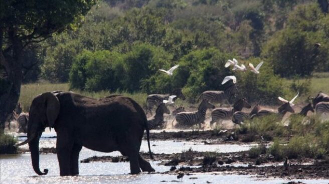 Un elefante en el Parque Kruger.