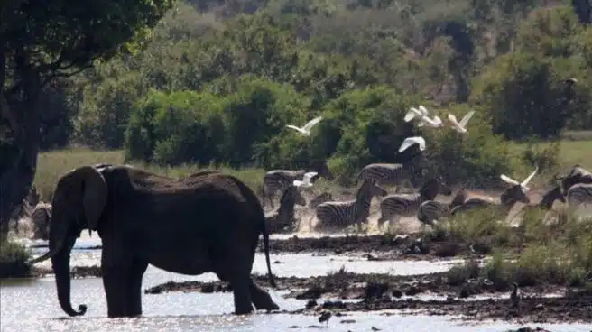 Un presunto cazador ilegal muere aplastado por una estampida de elefantes