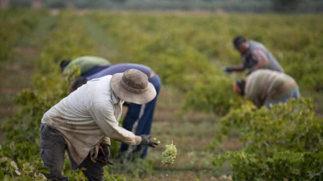Varios trabajadores de la vendimia recogen uvas verdes y las introducen en cubos de plástico para que sean posteriormente trasladadas durante el inicio de la época de vendimia en la localidad de Carrión de Calatrava (Ciudad Real), en Ciudad Real, a 20 de septiembre de 2019.