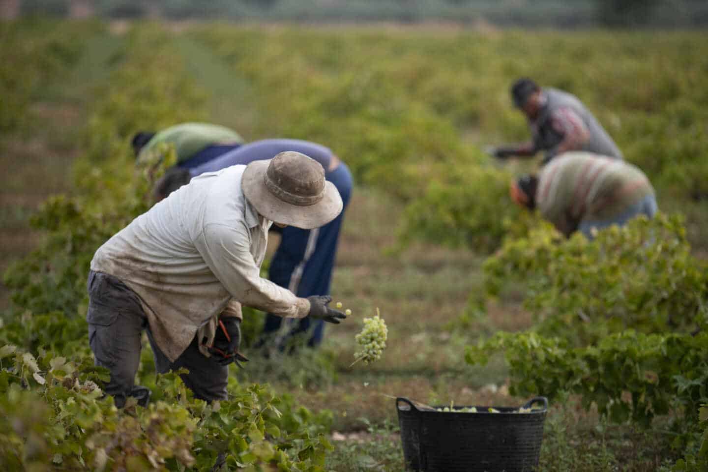 Varios trabajadores de la vendimia recogen uvas verdes y las introducen en cubos de plástico para que sean posteriormente trasladadas durante el inicio de la época de vendimia en la localidad de Carrión de Calatrava (Ciudad Real), en Ciudad Real, a 20 de septiembre de 2019.