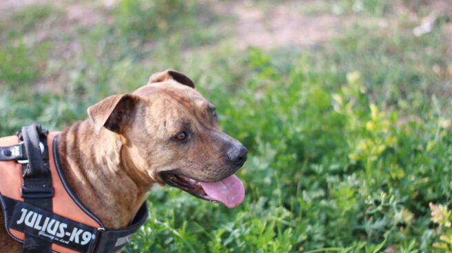 Perro de la raza American Stanford.