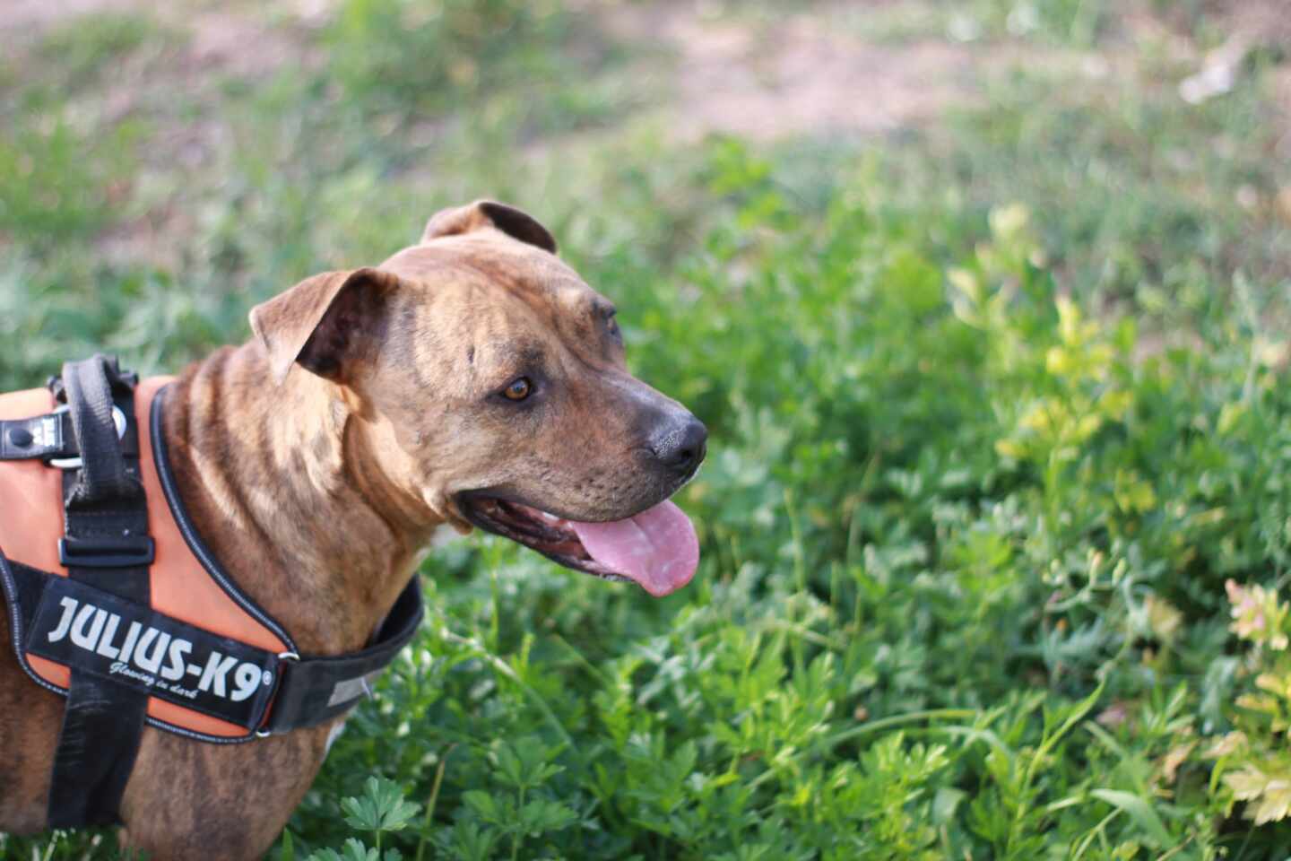 Perro de la raza American Stanford.