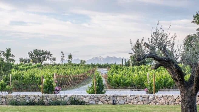 Cinco bodegas españolas entre las 50 más admiradas del mundo Viñas de Bodega Pacs del Penedès de Família Torres