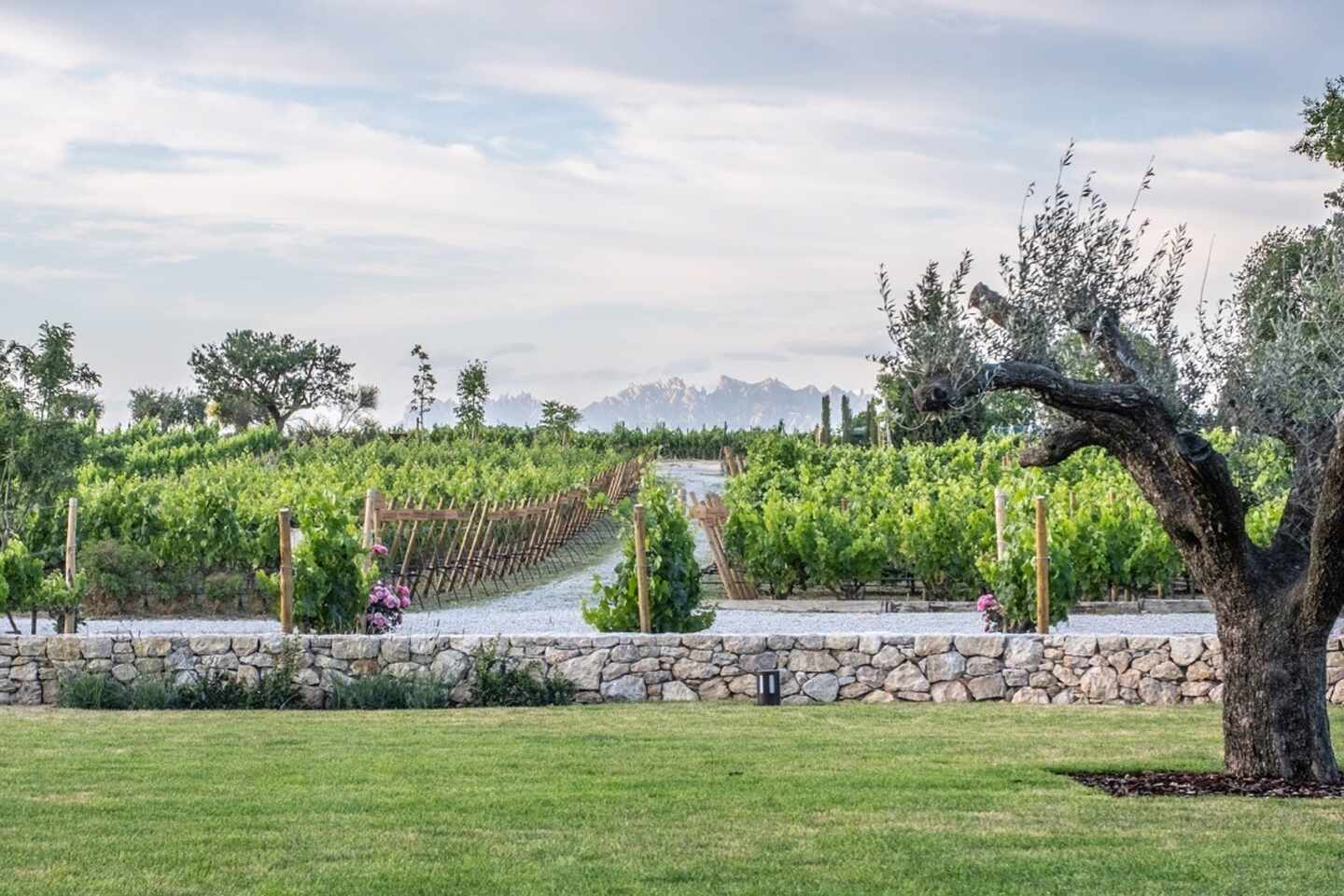 Viñas de Bodega Pacs del Penedès de Família Torres