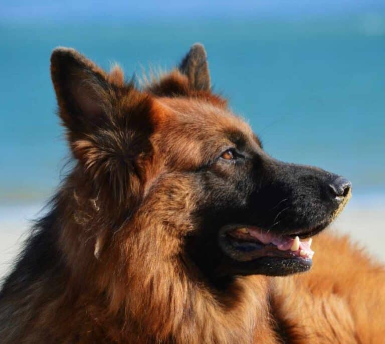 Soco, el perro del Ejército que huele el Covid