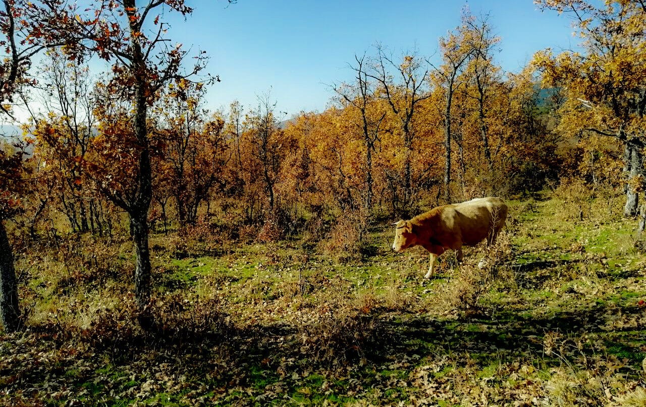 Las seis rutas que recomiendan los Agentes Forestales de la Comunidad de Madrid