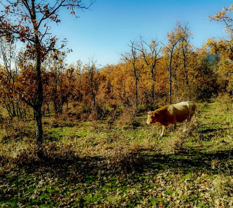 Las seis rutas que recomiendan los Agentes Forestales de la Comunidad de Madrid