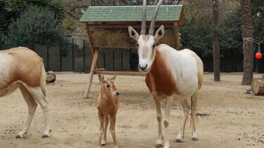 Nace en el Zoo de Barcelona una cría de oryx blanco, una especie extinguida en la naturaleza