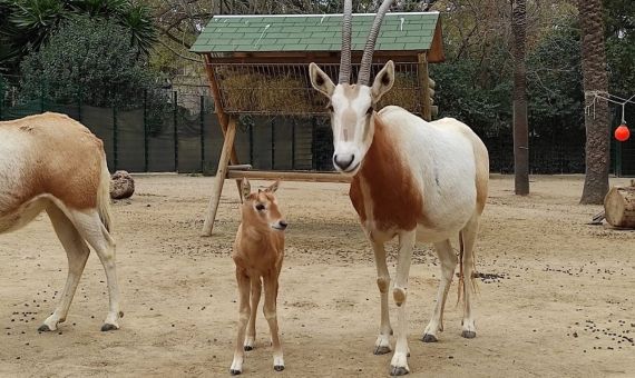 Nace en el Zoo de Barcelona una cría de oryx blanco, una especie extinguida en la naturaleza