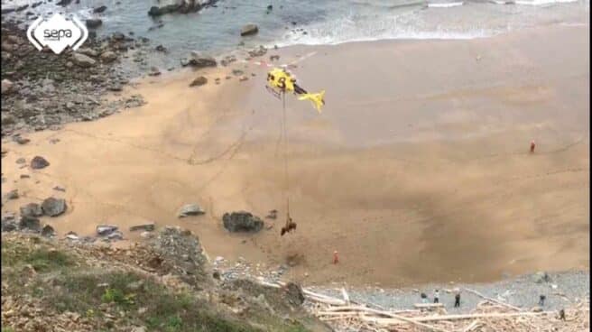 Imagen del toro siendo rescatado por el helicóptero