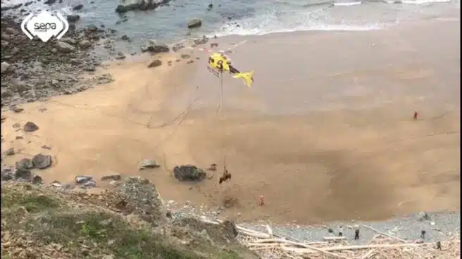 Rescatan con un helicóptero a un toro de 1.000 kilos que se precipitó por un acantilado