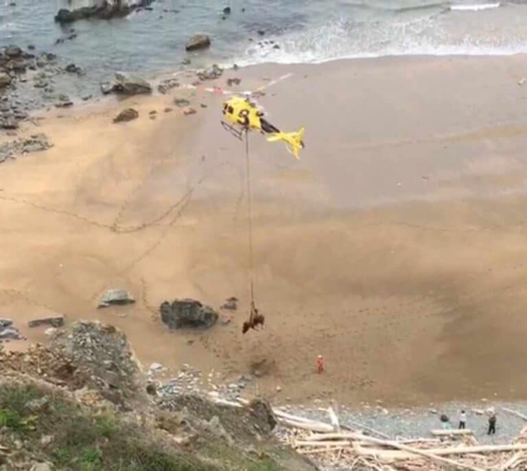Rescatan con un helicóptero a un toro de 1.000 kilos que se precipitó por un acantilado