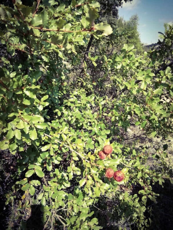 Los frutos rojos del Majuelo