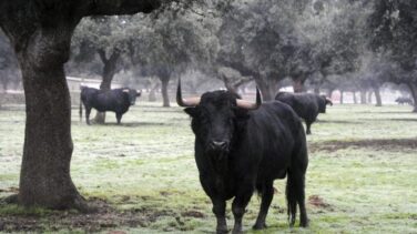 Un toro de lidia se escapa de una ganadería y hiere a dos mujeres en Sevilla