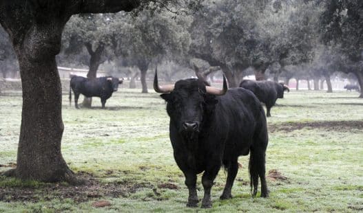 Toros de lidia en una dehesa.