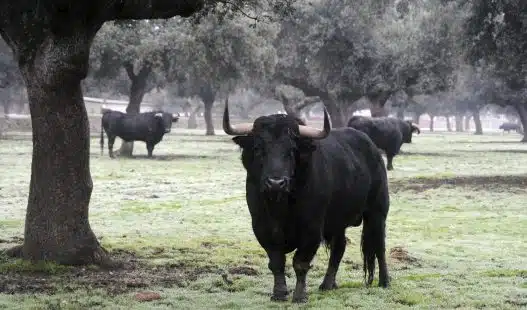 Un toro de lidia se escapa de una ganadería y hiere a dos mujeres en Sevilla