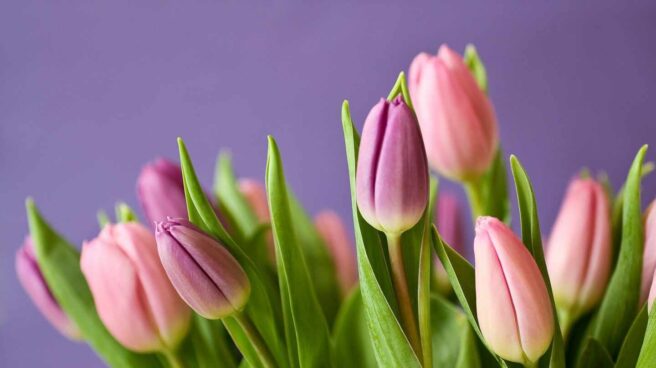 tulips-320151_1920