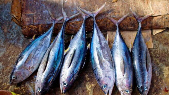 tuna-fish-954073_1920