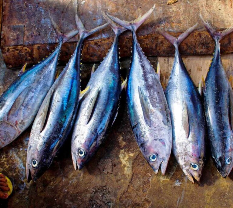 Fresco o en conserva, aún  comemos poco atún