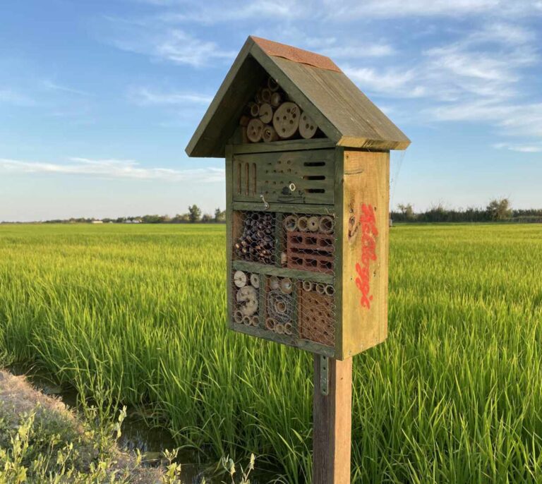 Kellogg, defensor de la biodiversidad en los campos de arroz del Delta del Ebro