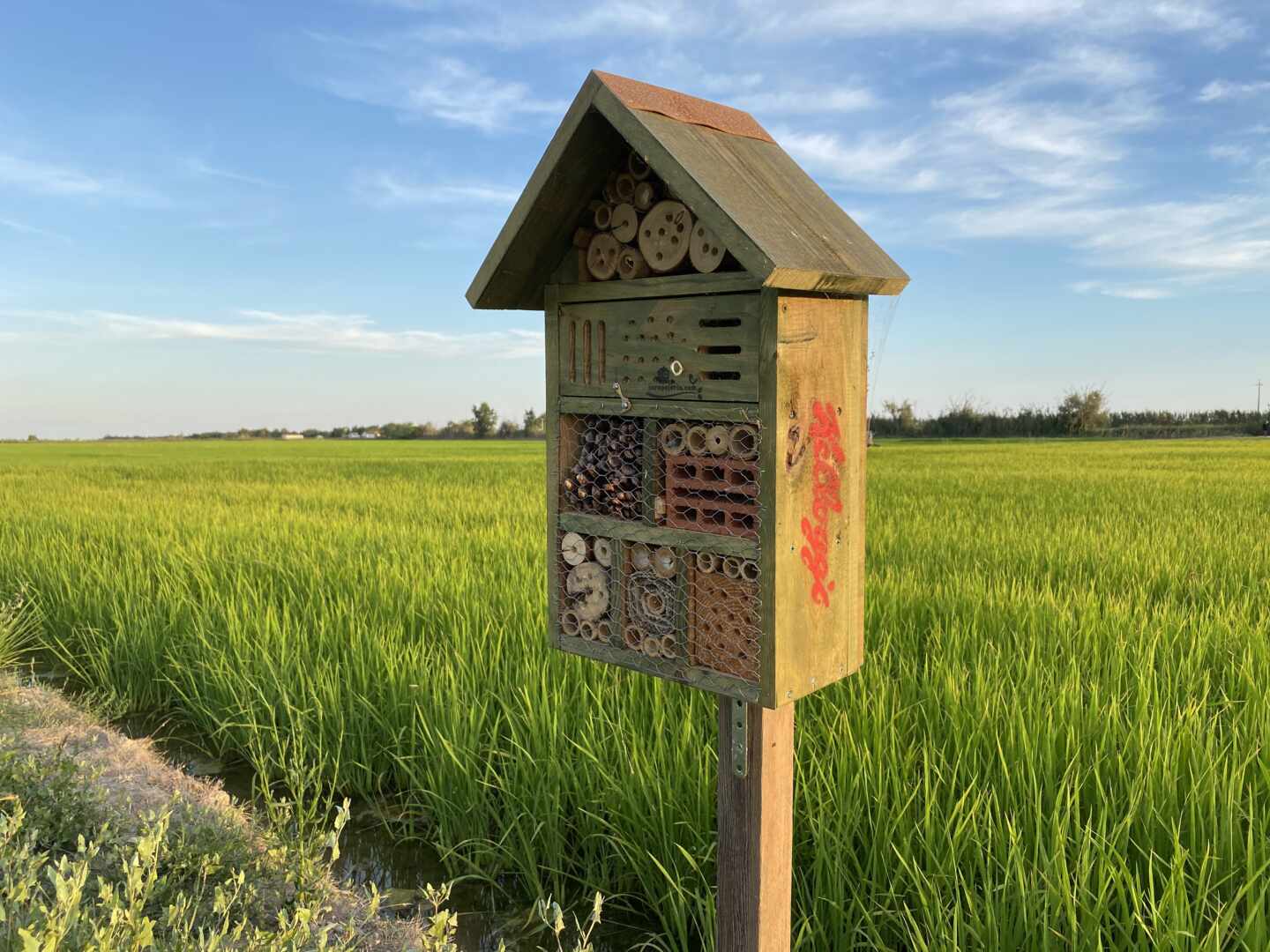 La biodiversidad fomentada por Kellogs en los campos de arroz del Delta del Ebro