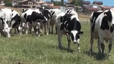 El conflicto por el conocido como ‘cártel de la leche’ amenaza con impulsar el éxodo rural