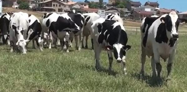 El conflicto por el conocido como ‘cártel de la leche’ amenaza con impulsar el éxodo rural