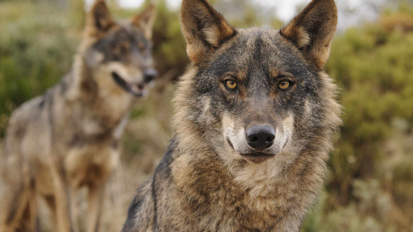 dos lobos ibéricos