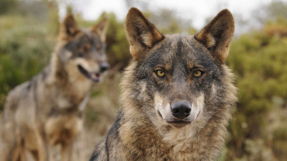 dos lobos ibéricos