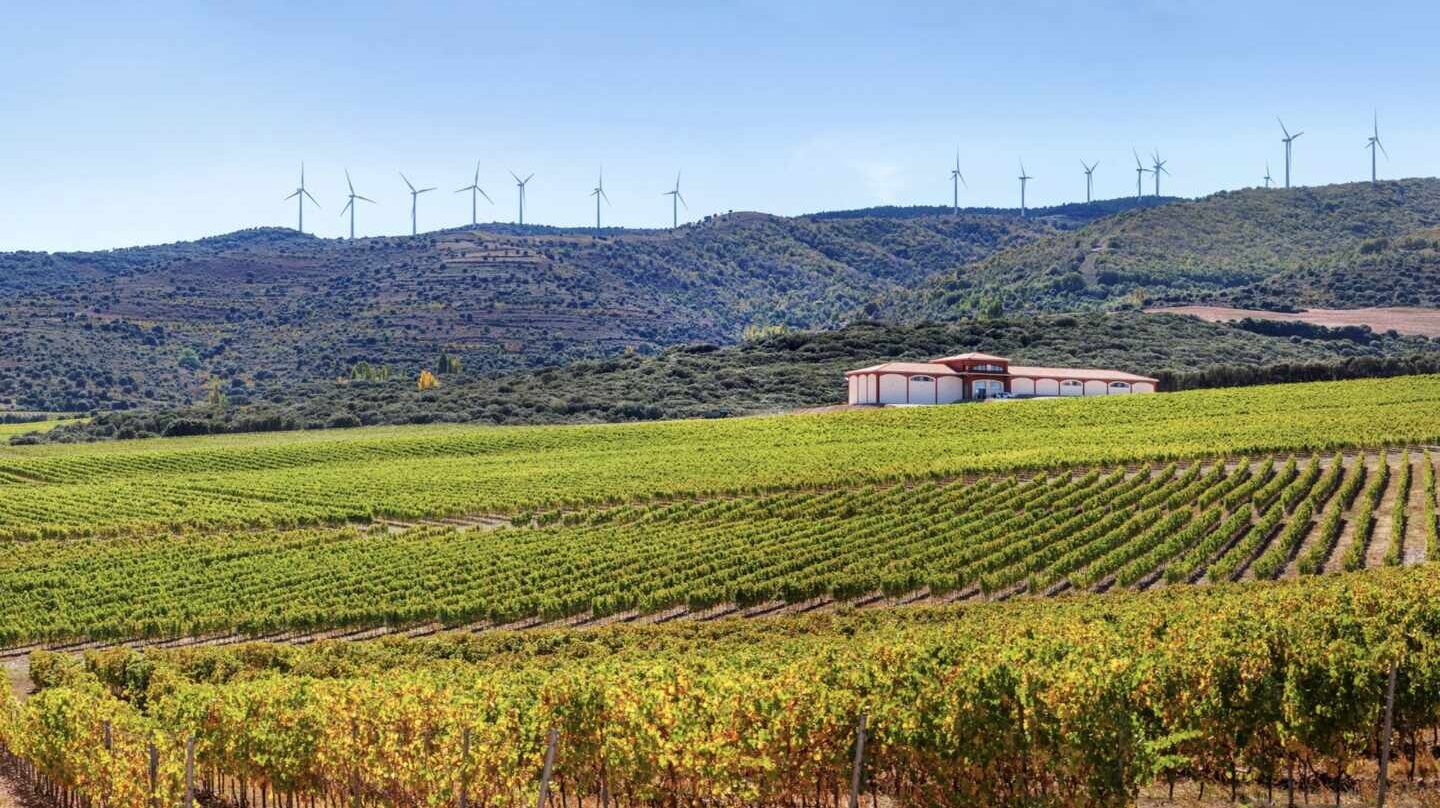 Blanco y en barrica: la revolución del vino de Rioja