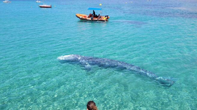 Ballena gris enferma nada en Mallorca