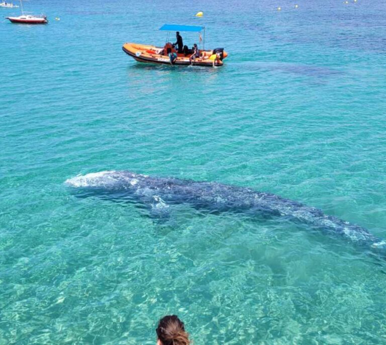 Una ballena gris enferma nada en la costa de Mallorca