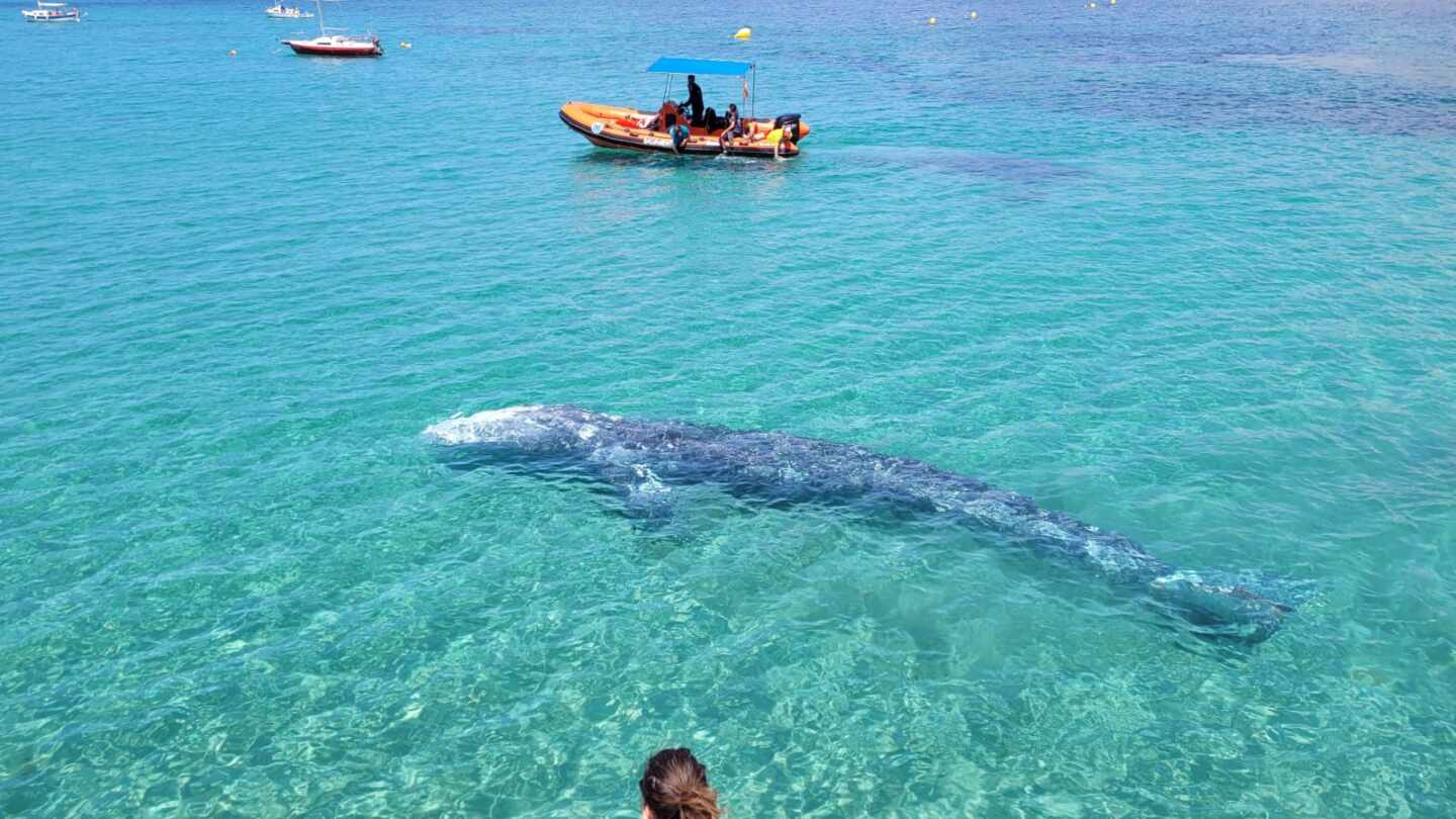 Ballena gris enferma nada en Mallorca