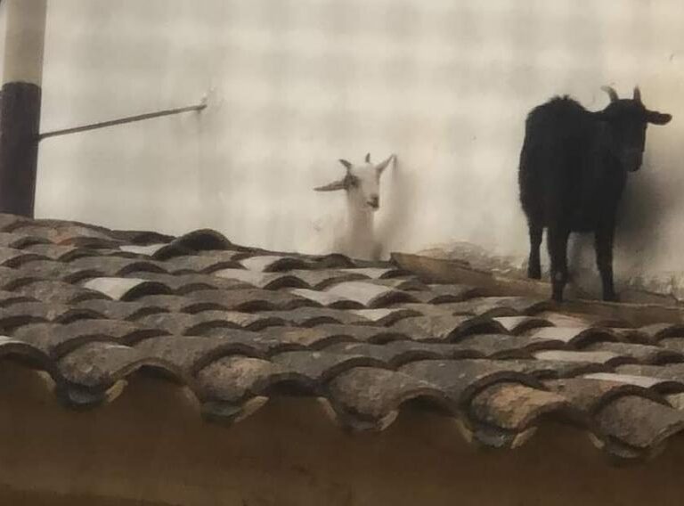 Dos cabras se escapan y terminan en el tejado del Ayuntamiento