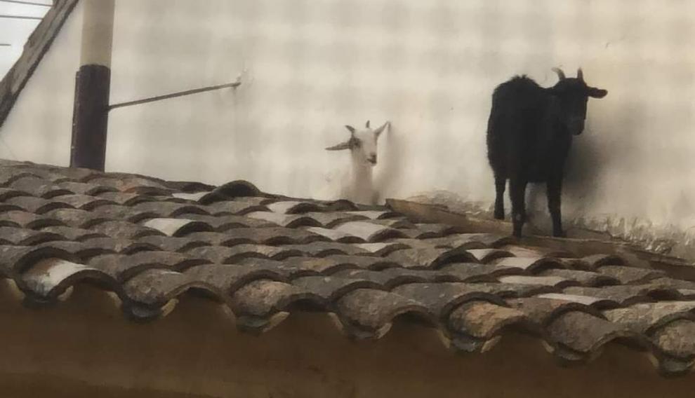Dos cabras se escapan y terminan en el tejado del Ayuntamiento