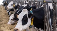 Los productores de leche: "El litro no puede estar en el súper por debajo de 0,75 euros"