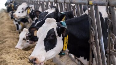 Los productores de leche: "El litro no puede estar en el súper por debajo de 0,75 euros"