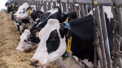 Los productores de leche: "El litro no puede estar en el súper por debajo de 0,75 euros"