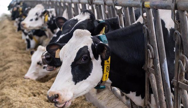 Los productores de leche: "El litro no puede estar en el súper por debajo de 0,75 euros"