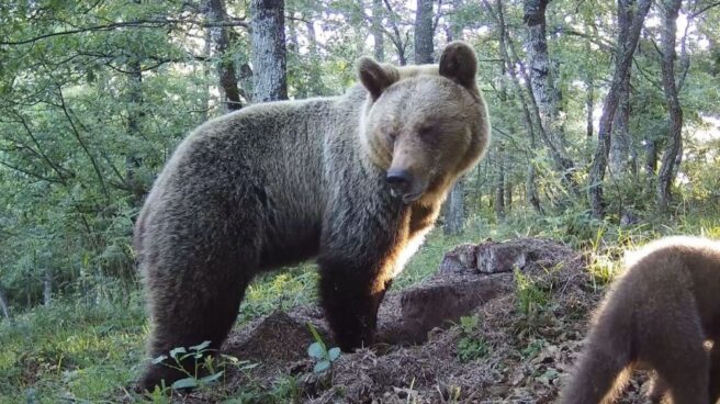 Un oso en el Principado de Asturias.