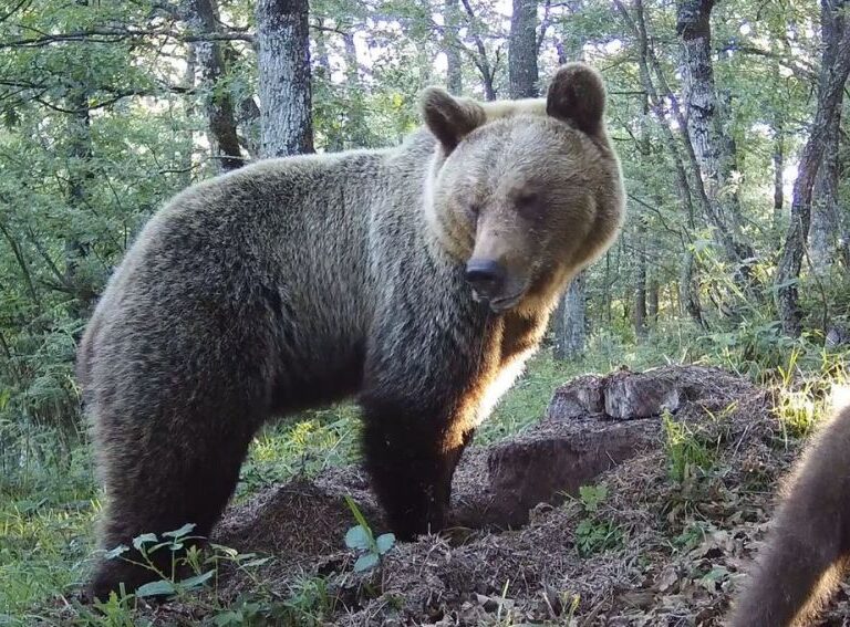 Los técnicos concluyen que el ataque del oso en Asturias fue casual y fortuito