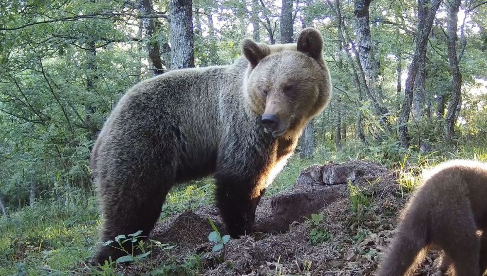 Un oso en el Principado de Asturias.