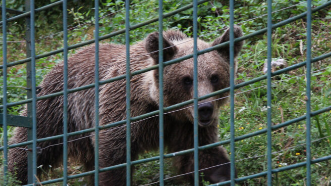 Un oso en Asturias.