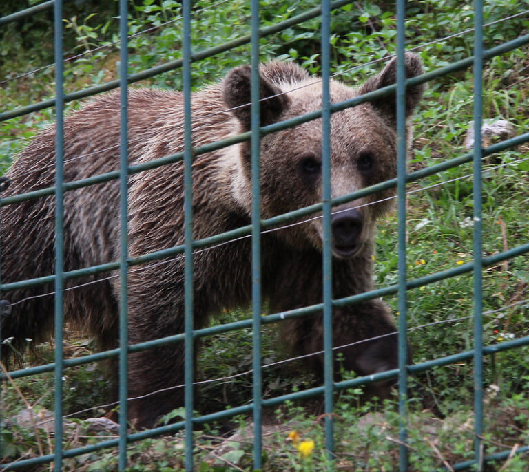 Atacada por un oso una mujer en Asturias