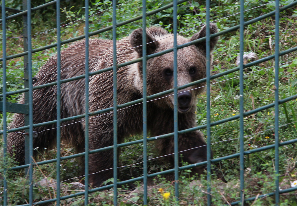 Un oso en Asturias.