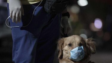 Rusia empieza a vacunar animales frente al coronavirus: ¿Debería seguirle España?