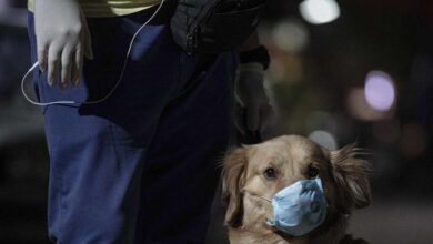 Rusia empieza a vacunar animales frente al coronavirus: ¿Debería seguirle España?