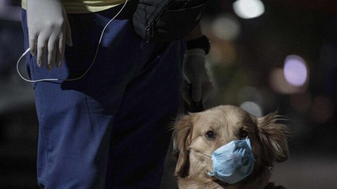 Un perro con mascarilla en Líbano durante la pandemia de Covid.