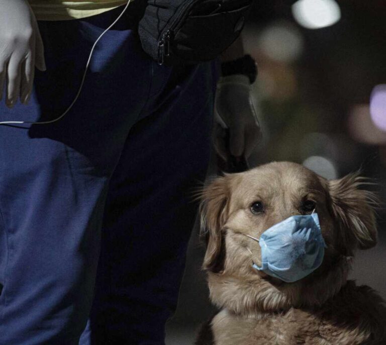 Rusia empieza a vacunar animales frente al coronavirus: ¿Debería seguirle España?